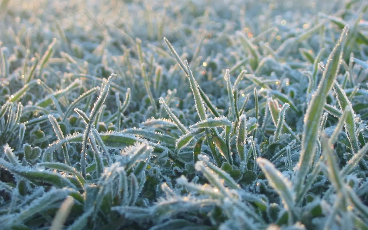 Заморозки на траве, белое, зима, природа, трава х