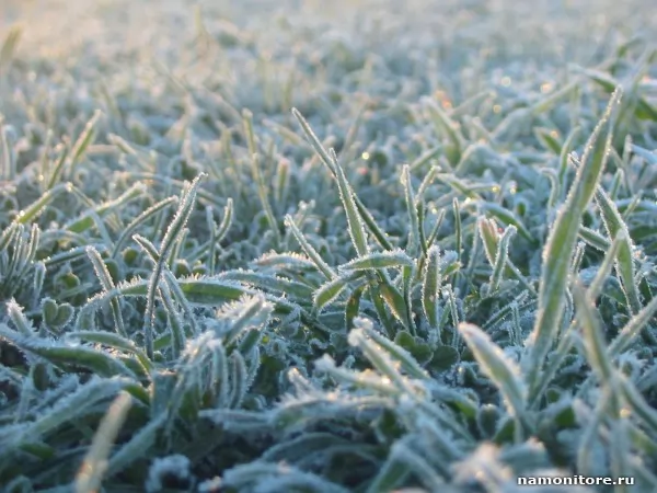 Frosts, Nature