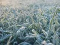 open picture: «Frosts»