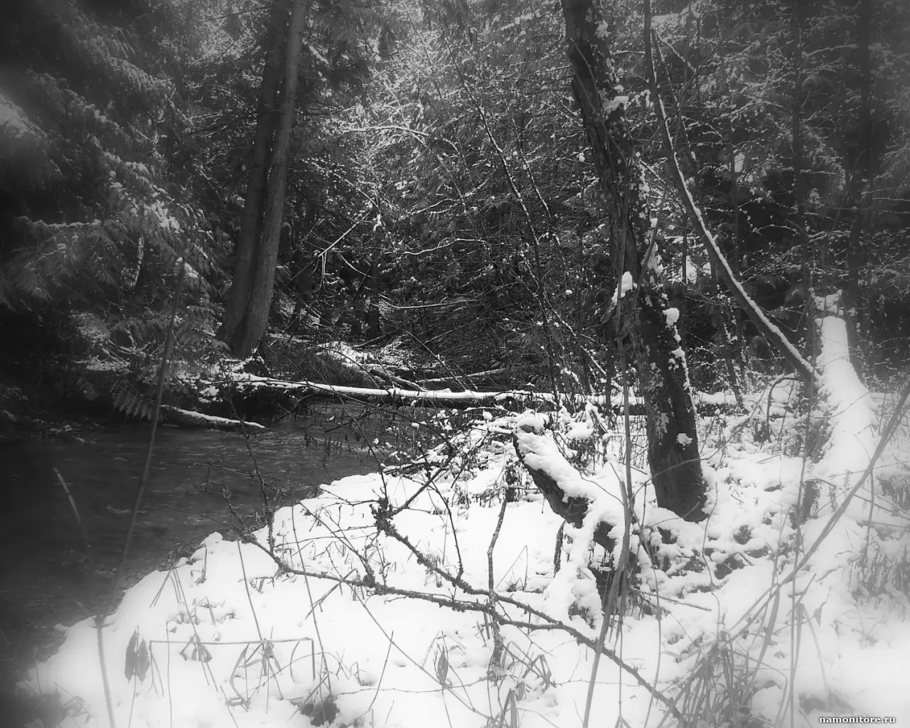 Snow-covered coast of a stream, black-and-white, coast, forest, nature, winter x