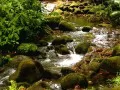 open picture: «The Green and stony stream»