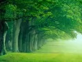 open picture: a Green number of trees
