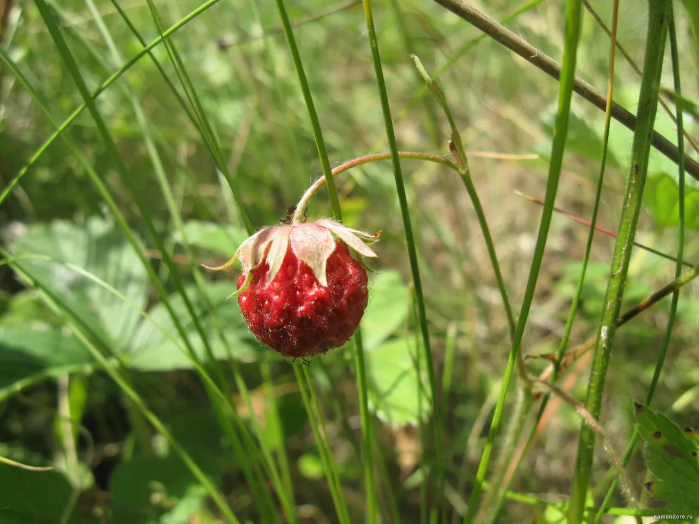 Земляника змея. Зеленые ягодки. Wild Strawberry Berry gardenia Violet.