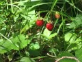 current picture: «Wild strawberry has ripened»