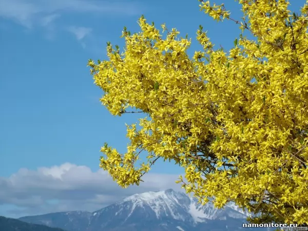 Желтые листья на фоне синего неба, Природа