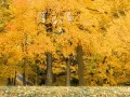 выбранное изображение: «Желтый лес»