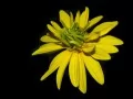 open picture: «Yellow flower»