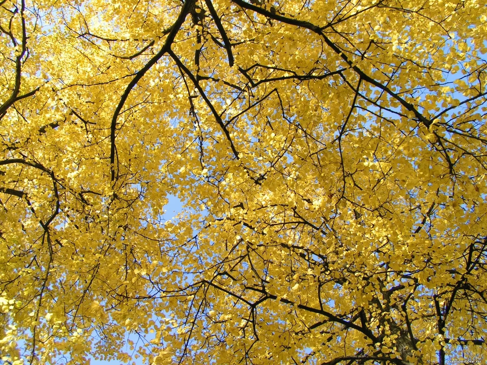 Цвет золотое дерево. Листья золотые. Пожелтевшие деревья. Дерево с золотыми листьями. Желтые листья в золоте.