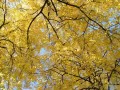 current picture: «Gold foliage»