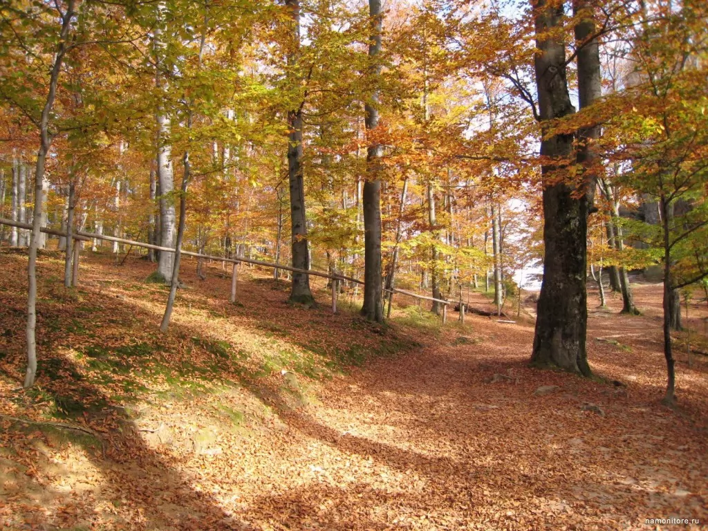 Mellow autumn, autumn, brown, forest, nature x