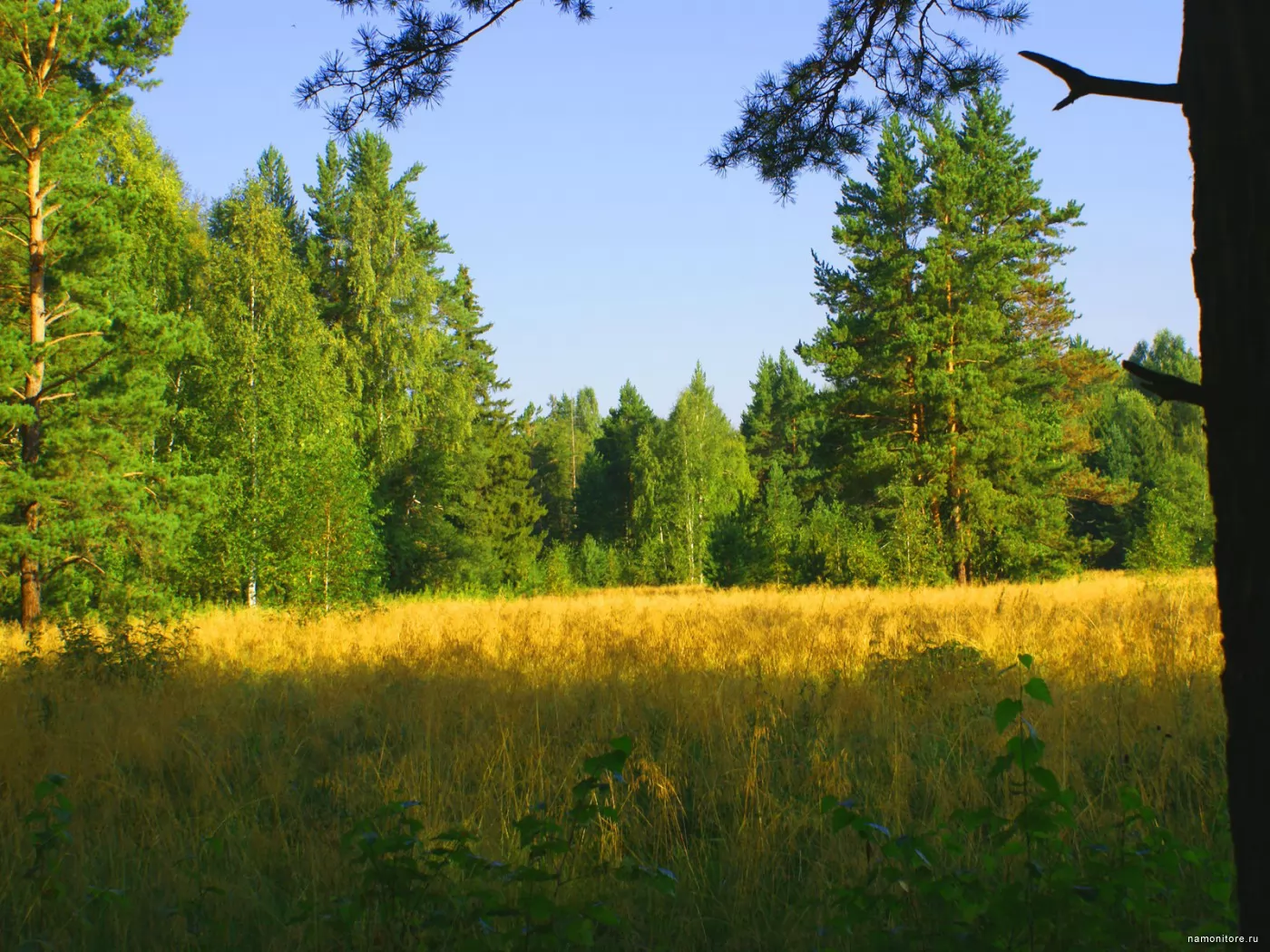 Среди лесной. Лесная Поляна. Поляна в лесу. Небольшая Поляна в лесу. Среди лесов.