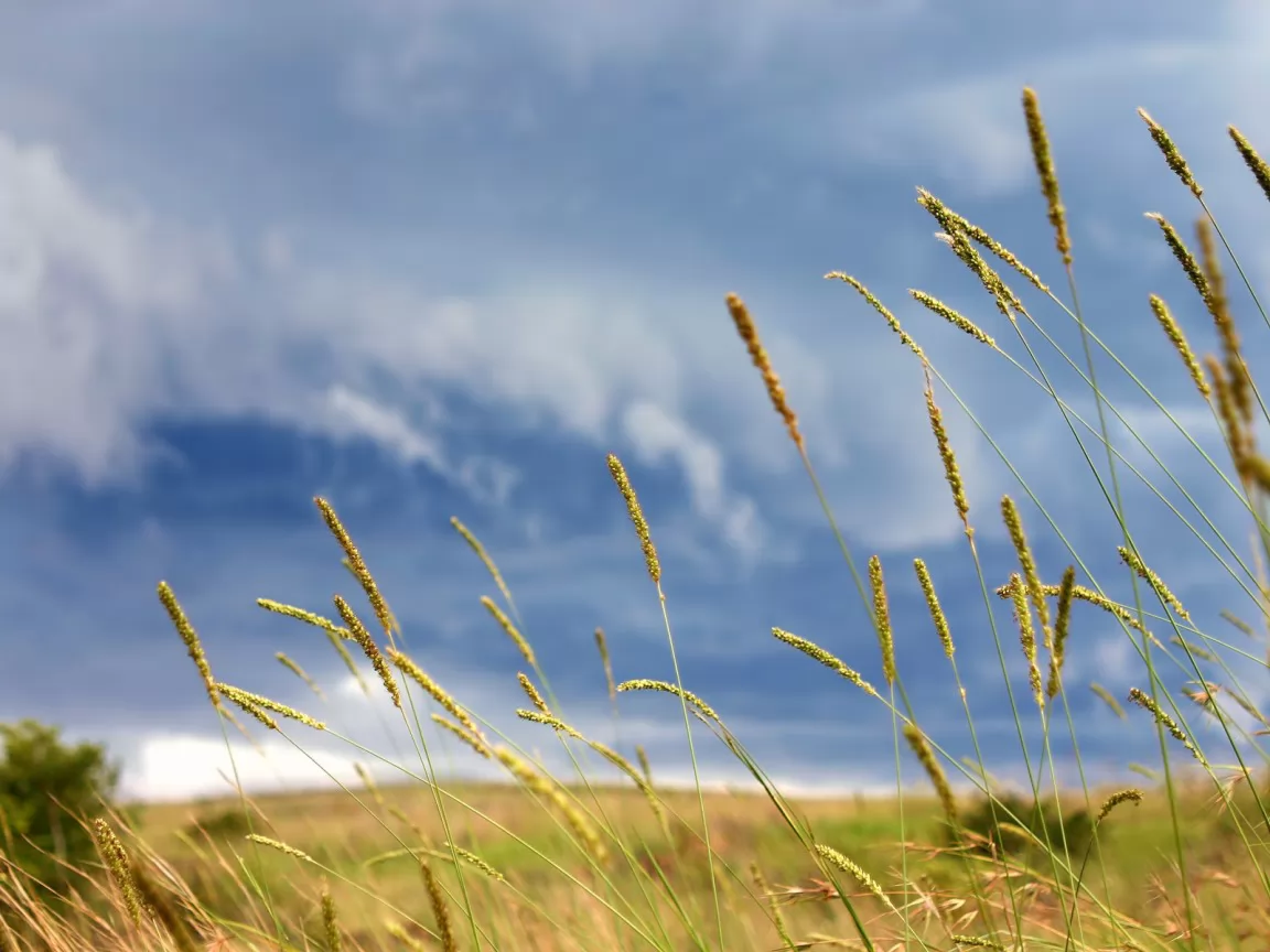 The Golden field and the dark blue sky, dark blue, grass, nature x
