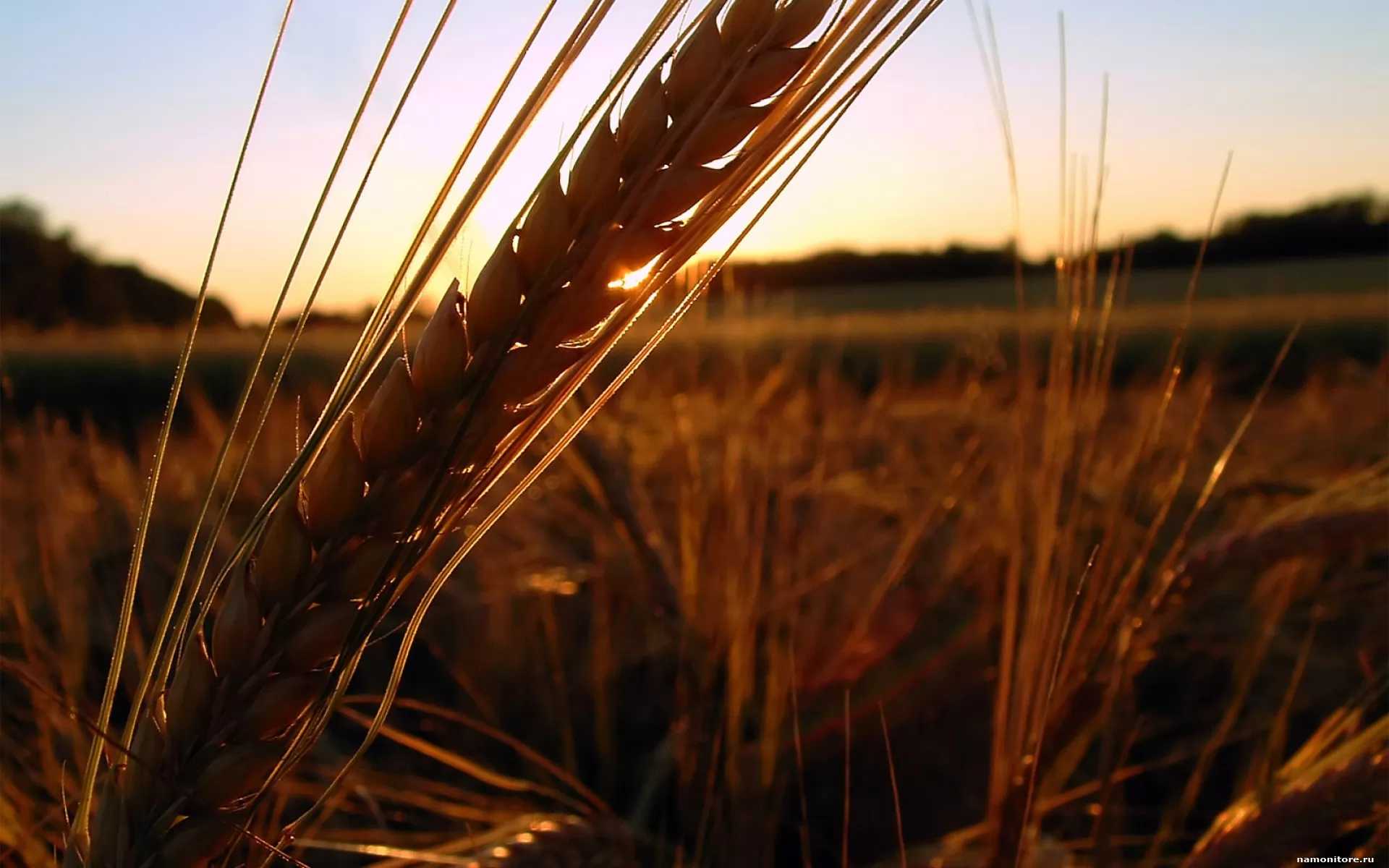 В тишине полей наливаются золотом колосья. Пшеница и охрана. Wheat Uzbekistan. One Wheat Mark обои на ПК.