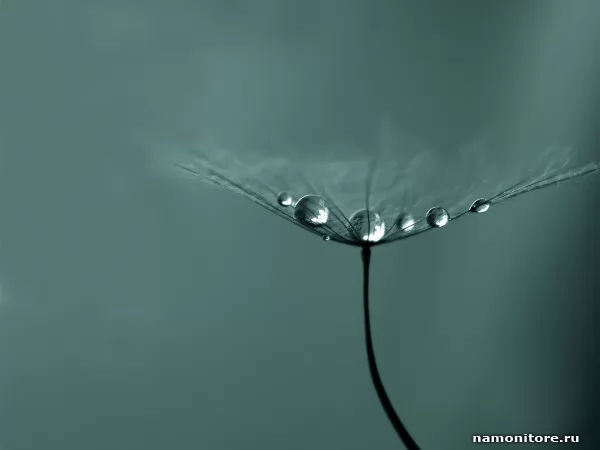 Umbrella, Nature