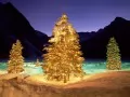 open picture: Fur-tree, burn!
