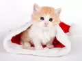 обои для рабочего стола: «Маленький котёнок и шапка Санта Клауса»