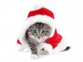 open picture: «The Small kitten and cap Santa»