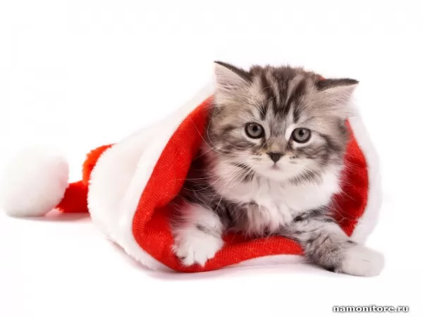 Маленький котёнок вылезает из шапки Санта Клауса, Новый год