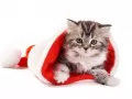 обои для рабочего стола: «Маленький котёнок вылезает из шапки Санта Клауса»
