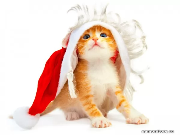 Рыжий котёнок и шапка Санта Клауса, Новый год