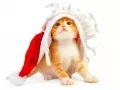 выбранное изображение: «Рыжий котёнок и шапка Санта Клауса»