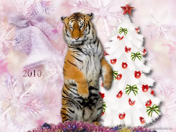 Tiger at a fur-tree, New year