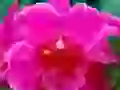 Pink flower