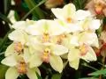 Orchids