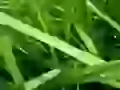 Dew on a grass