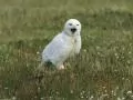 open picture: «Snowy owl»