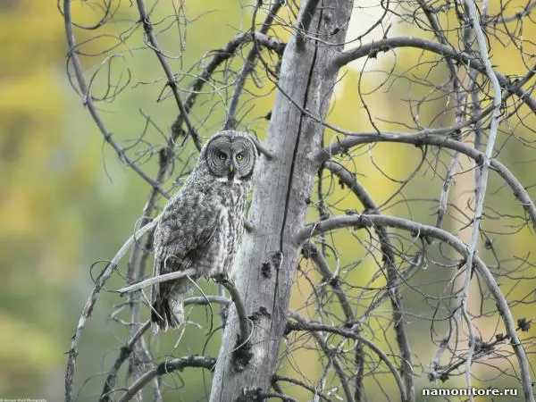 On a branch, Owls