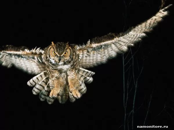 Night flight of an owl, Owls