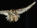current picture: «Night flight of an owl»