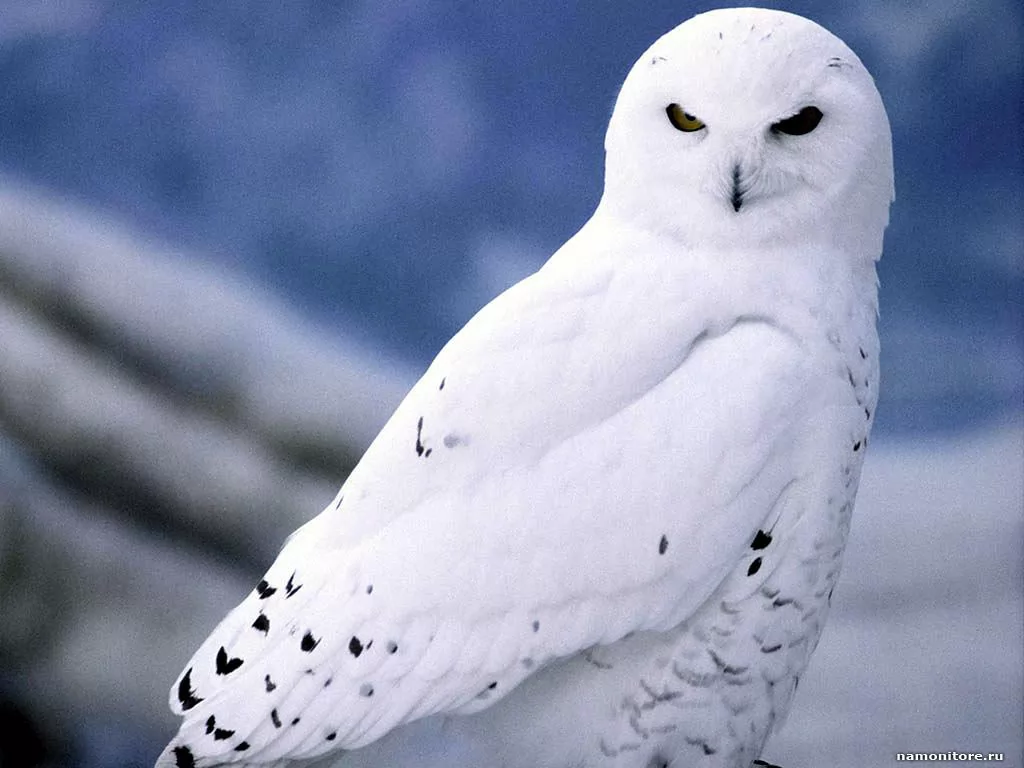 Owl, best, birds, dark blue, owls, white x