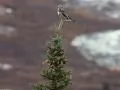 Owl on fur-tree top