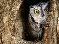 Owl in a hollow