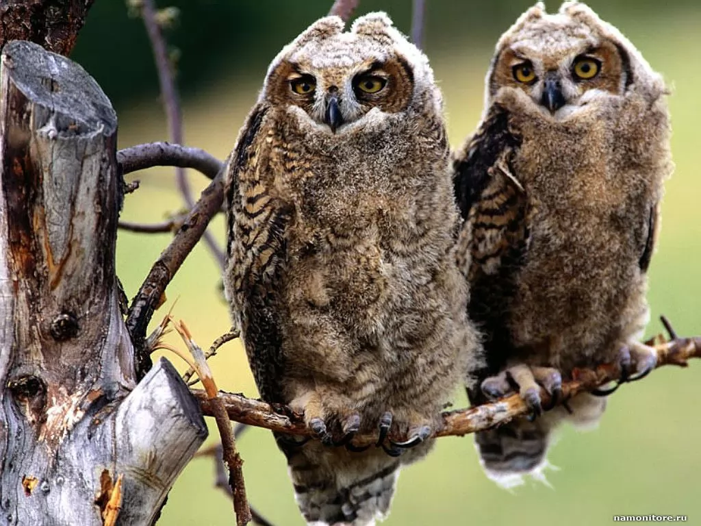 Owls, birds, enamoured, owls x