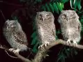 Three owls on a branch