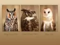 Three kinds of owls