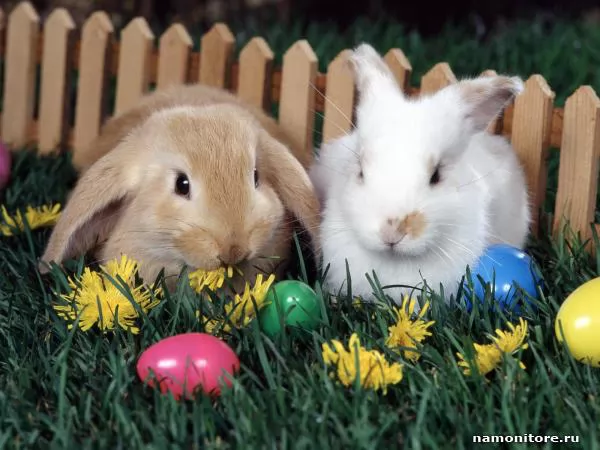 Two easter rabbits and Easter eggs, Easter