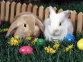 Two easter rabbits and Easter eggs