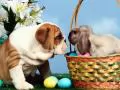 Dog, a rabbit and eggs