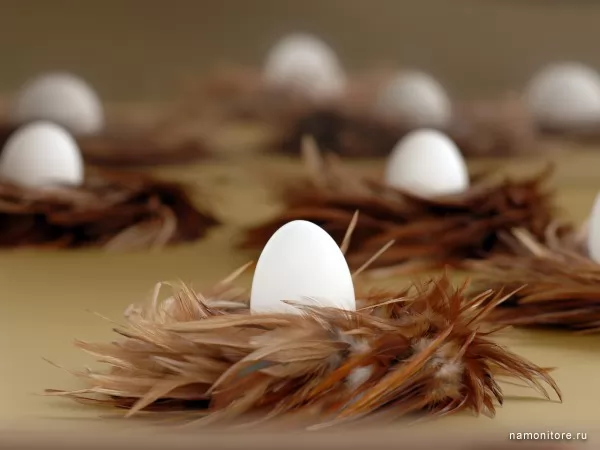 Яйца в гнездах