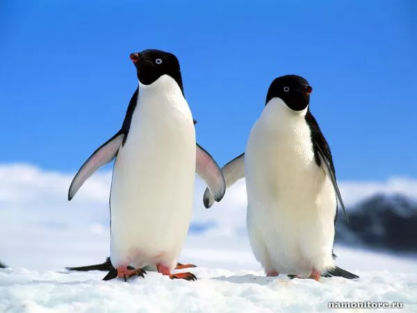 Two, Penguins