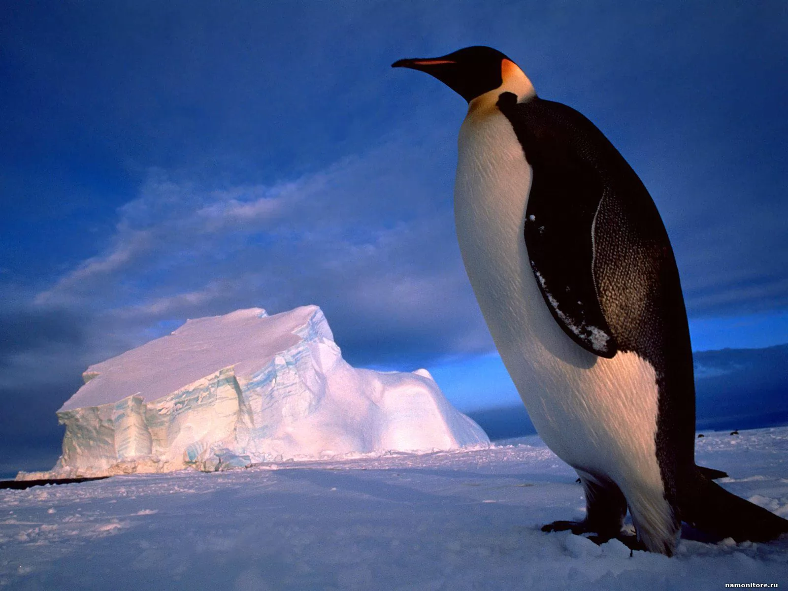 Lonely. The Royal penguin, best, birds, dark blue, penguins x
