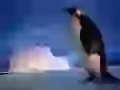 Lonely. The Royal penguin