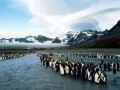 Herd of penguins on shoal