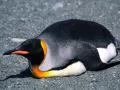 Body a penguin:)