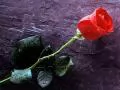 Red rose with water drops
