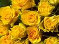 roses_18